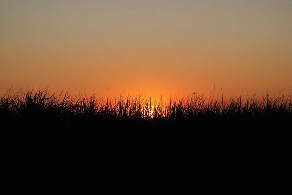 Uma Silhueta Grama Durante Pôr Sol Noite Ótimo Para Papéis — Fotografia de Stock