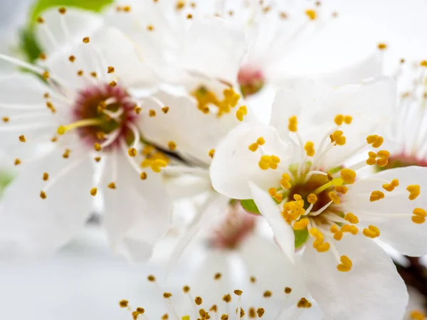Крупним Планом Знімок Деталей Білих Квітках Вишні — стокове фото