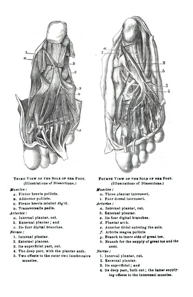 Иллюстрация Учебника Xix Века Объясняющего Анатомию Человека — стоковое фото