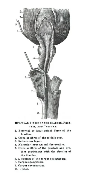 人間の解剖学を説明する19世紀の教科書のイラスト — ストック写真
