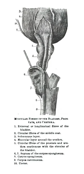 Una Ilustración Libro Texto Del Siglo Xix Que Explica Anatomía —  Fotos de Stock