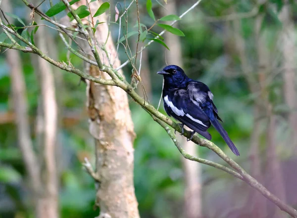 Vacker Bild Svart Fluffig Fågel Som Sitter Tunn Bänk Skogen — Stockfoto