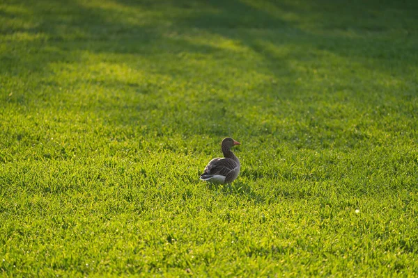 Único Ganso Cinzento Empoleirado Num Prado — Fotografia de Stock