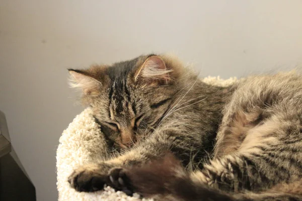 Egy Macska Alszik Puha Kényelmes Ágyában — Stock Fotó