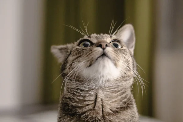 줄무늬귀여운 고양이의 클로즈업 — 스톡 사진