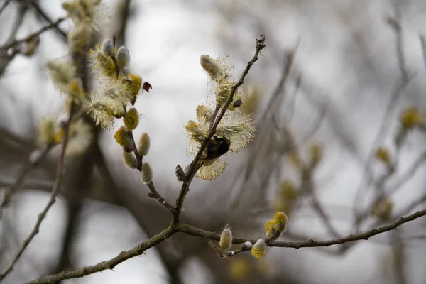 Detailní Záběr Vrbových Větví Jaře — Stock fotografie