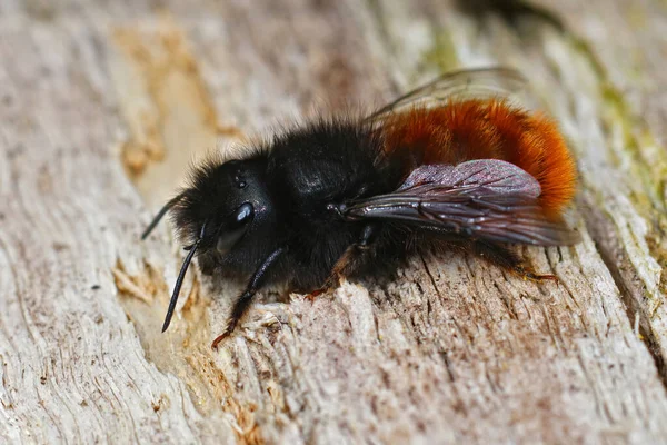 Крупный План Самки Рогатой Садовой Пчелы — стоковое фото