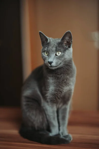 一只黑色绒毛猫站在模糊的背景上的垂直照片 — 图库照片