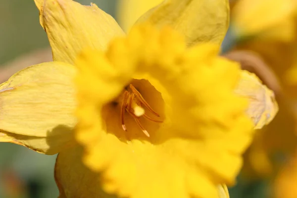 Tiro Close Cabeça Lindo Narciso Amarelo — Fotografia de Stock