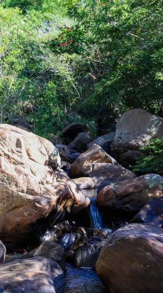 森の中の岩の川の垂直ショット — ストック写真