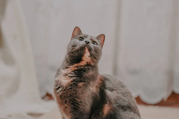 Egy Közeli Felvétel Egy Aranyos Csíkos Szürke Macskáról Otthon — Stock Fotó