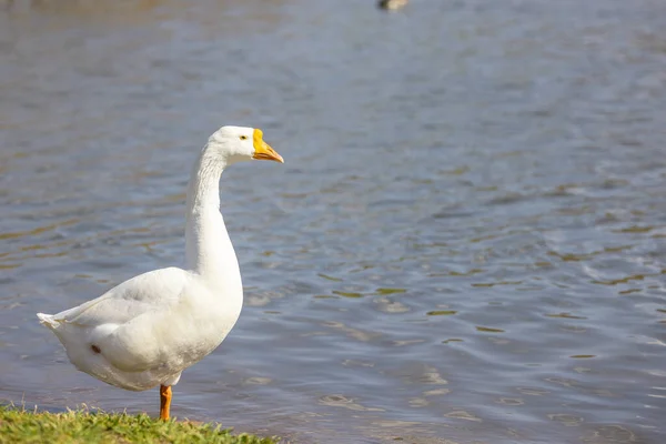 池塘边的一只白鹅的特写镜头 — 图库照片