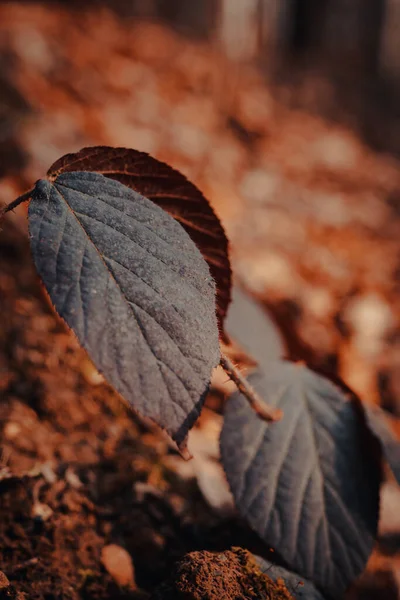 Gros Plan Feuilles Sur Fond Flou — Photo