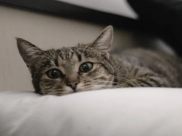 Primer Plano Gato Lindo Rayado Gris — Foto de Stock