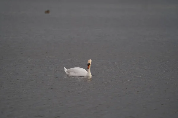 Ein Kleiner Schwan Schwimmt Einem Teich — Stockfoto