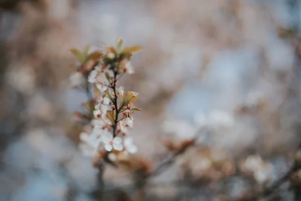 Крупный План Белых Цветов Ветке Дерева — стоковое фото