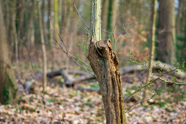 Een Close Shot Van Een Gekapte Boomstam Met Dunne Takken — Stockfoto