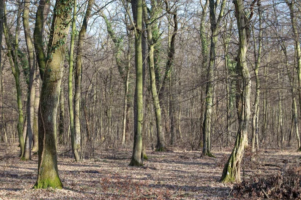 Floresta Bojcin Área Belgrado Área Descanso Fim Semana Popular Desfrutando — Fotografia de Stock