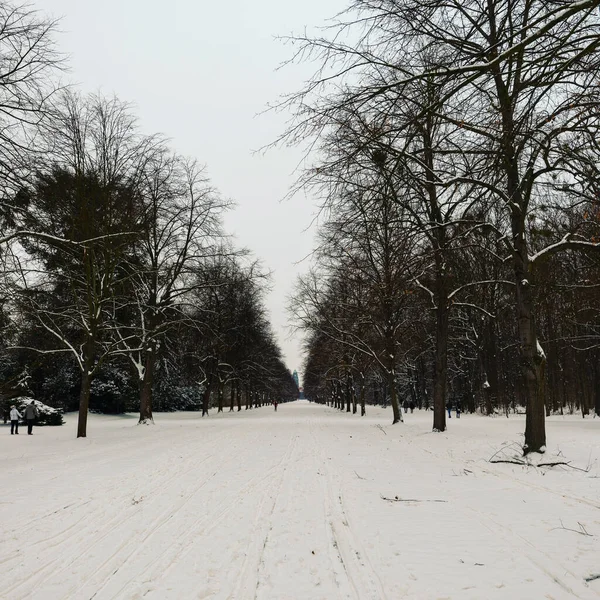 나무로 둘러싸인 눈덮인 도로의 — 스톡 사진