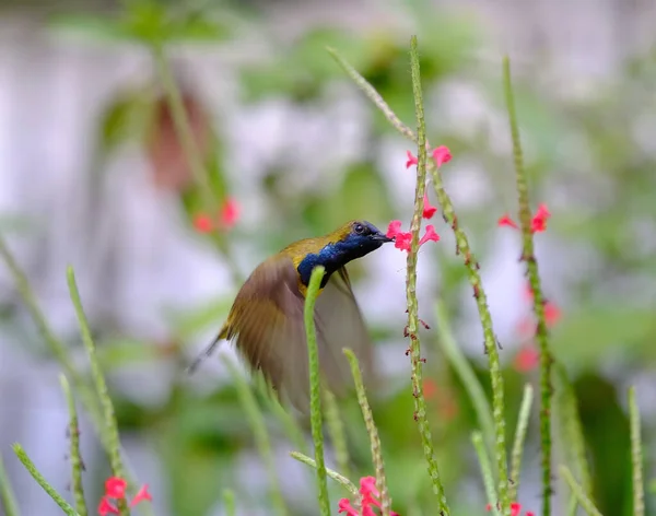 Een Kleine Vogel Plukken Kleine Roze Bloemen Groeien Hoge Dunne — Stockfoto