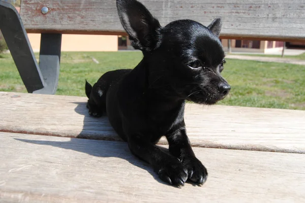 Closeu Shot Cute Black Chihuahua Lied Wooden Bench — Stock Photo, Image