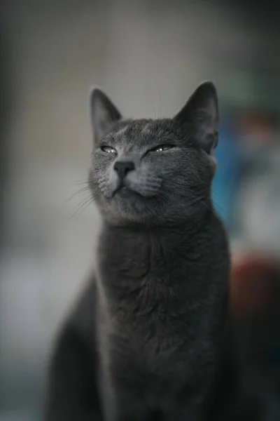 Eine Vertikale Aufnahme Einer Schwarzen Flauschigen Katze Die Auf Einen — Stockfoto