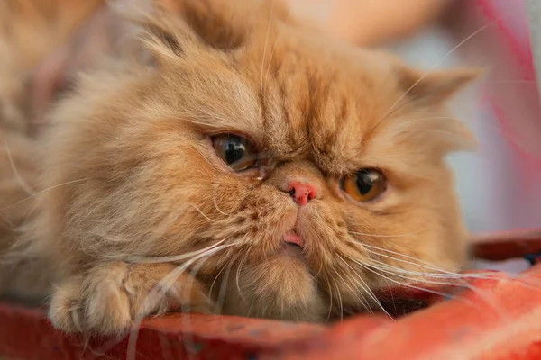 Colpo Messa Fuoco Selettiva Simpatico Gatto Persiano Rossiccio — Foto Stock