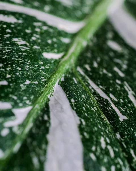 Sebuah Gambar Close Dari Bunga Alocasia Daun Tanaman Dengan Latar — Stok Foto