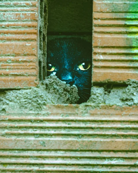 Gato Preto Atrás Das Paredes — Fotografia de Stock