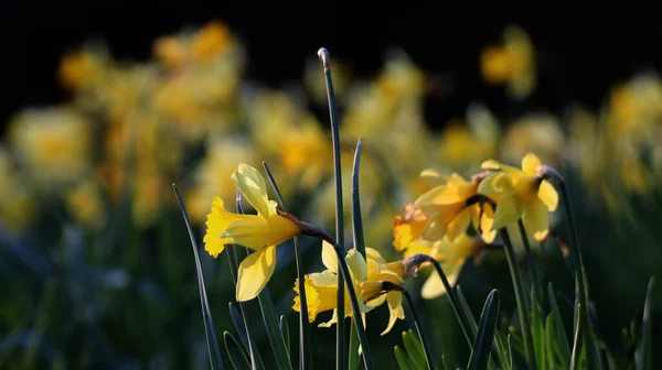 Вибірковий Фокусний Знімок Квітучих Квітів Нарциса Зеленій — стокове фото