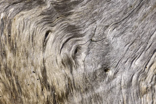 Primo Piano Della Struttura Del Tronco Albero — Foto Stock