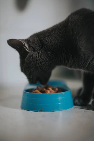 Eine Vertikale Aufnahme Einer Schwarzen Flauschigen Katze Die Aus Ihrer — Stockfoto