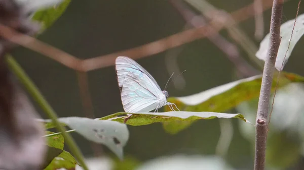在树枝上的美丽的白色蝴蝶的特写镜头 — 图库照片