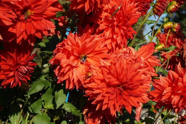Close Das Lindamente Florescidas Flores Vermelhas Dahlia Jardim — Fotografia de Stock