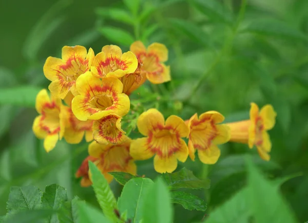 Enfoque Selectivo Vibrantes Flores Amarillas Con Círculos Rojos Fondo Verde — Foto de Stock