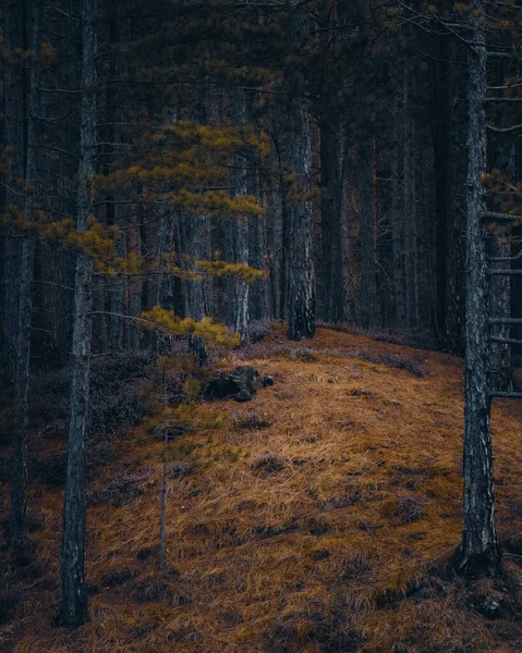 Вертикальный Снимок Леса Осенний День — стоковое фото