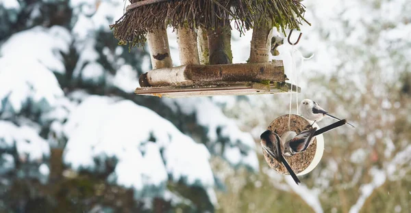 Long Tail Tit Bird Birdfeeder Winter — Stok fotoğraf