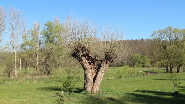 Blick Auf Die Weide Tal Frühling Der Natur Bei Oslavany — Stockfoto