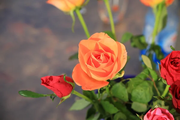 院子里绽放五彩缤纷的玫瑰的精选镜头 — 图库照片