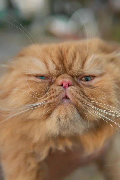 Ett Vertikalt Skott Söt Ingefära Persisk Katt — Stockfoto