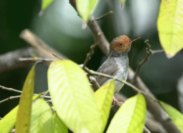 Selective Focus Curious Little Bird Rainforest Surrounded Leaves Branches — Stock Photo, Image