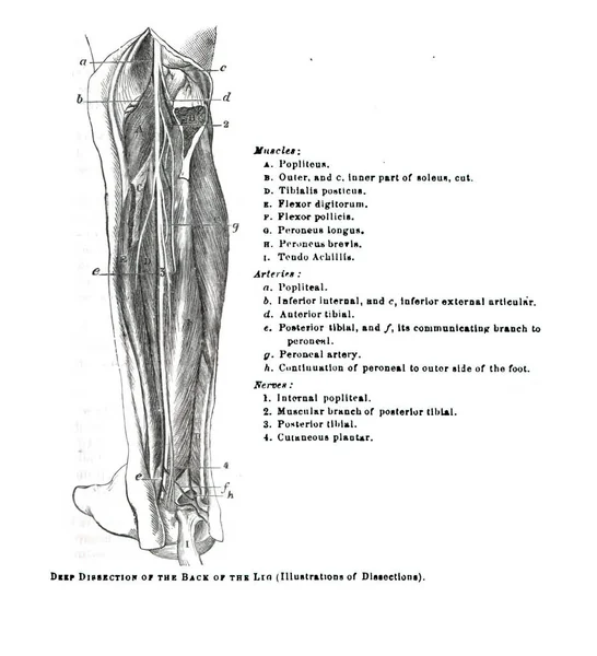 Een Illustratie Van Een 19E Eeuws Leerboek Dat Menselijke Anatomie — Stockfoto