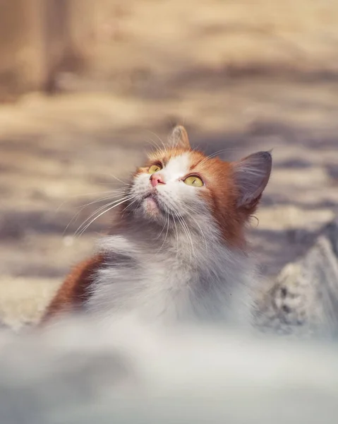 Vertical Shot Red White Cute Cat — Stock Photo, Image