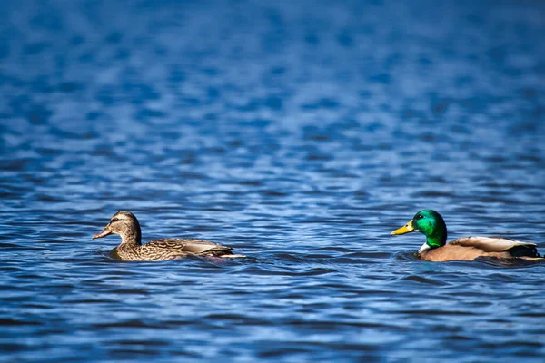 两只鸭子在蓝色的湖中游泳 — 图库照片