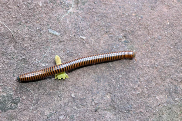 Een Bruine Duizendpoot Grond — Stockfoto