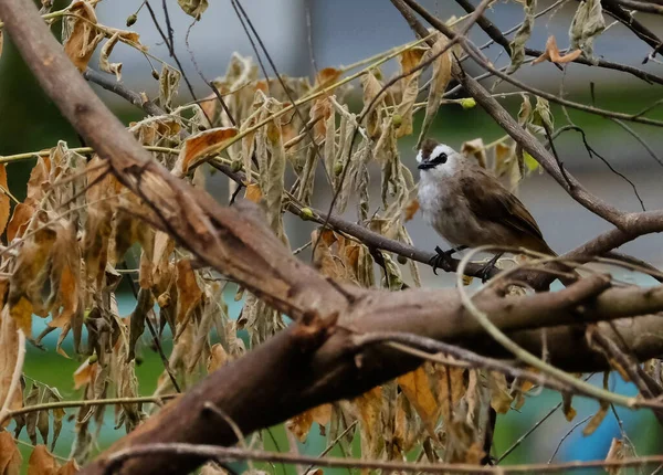 Plan Sélectif Oiseau Brun Visage Blanc Assis Sur Une Branche — Photo
