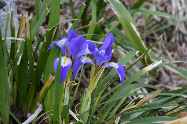 Closeup Shot Blooming Iris Flowers — Stock Photo, Image