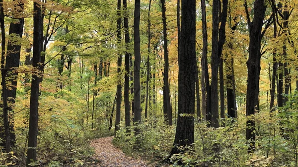 Cesta Krásném Podzimním Lese — Stock fotografie