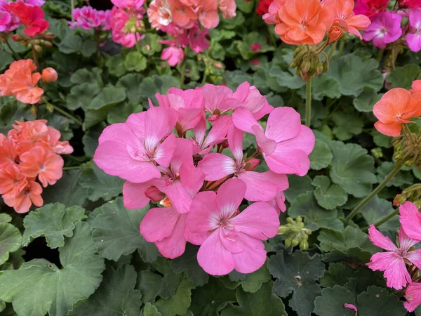 庭に咲くゼラニウムのクローズアップショット — ストック写真