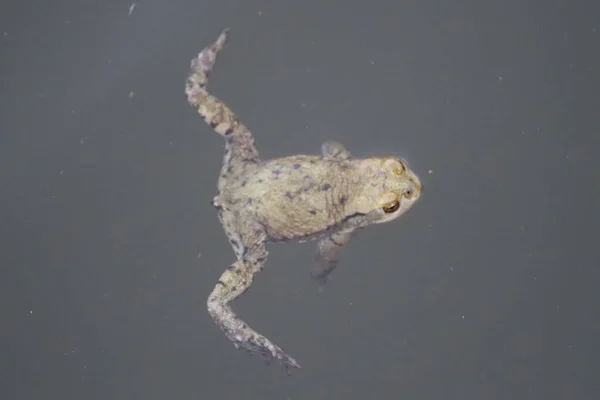 Overhead Shot Frog Swimming Dirty Waters Pond — Stock Photo, Image